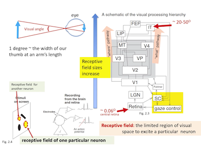 Determining the priorities established by each visual pathway (what and where) in the cortex.