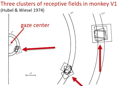 Evaluating the size of the visual field processed in the cortex by probing signals originating at various distances from the fovea.