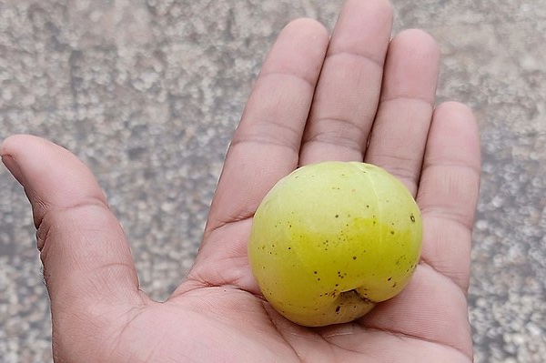 Indian Gooseberry (Amla)