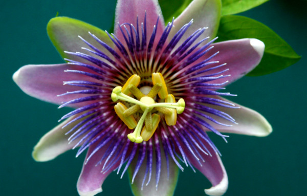 Passion Flower