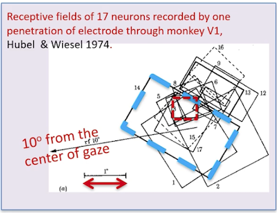 Evaluating cortical visual field size by probing the cortex.